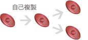変身(分化)前に、自らを複製する
