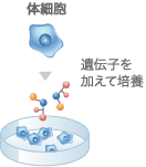 体細胞 遺伝子を加えて培養