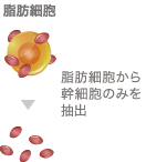 脂肪細胞 脂肪細胞から幹細胞のみを抽出